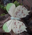 Veren vlinder groen 12 cm breed